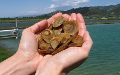 Cawthron partners with Te Rūnaka o Awarua to enhance resilience of tio/bluff oyster