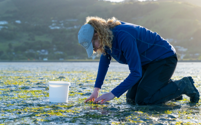 Applications now open: Cawthron’s 2026/27 Summer Research Scholarships